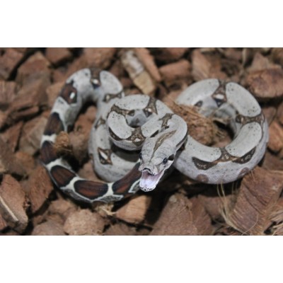 Boa Constrictor Ghost 